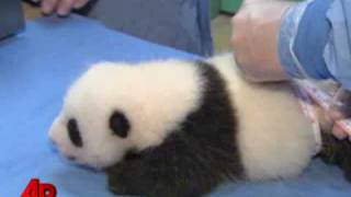 Малышня панд