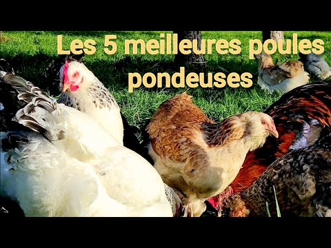 , title : 'Les 5 meilleures poules pondeuses'