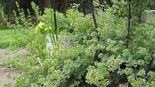 Chill Music with Bees ... The Queen is their slave.