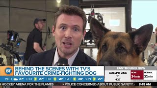 Behind the scenes with Hudson & Rex! video