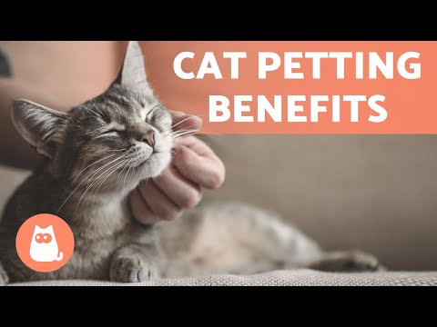 The BENEFITS of PETTING Your CAT 🤚🏻🐱 (For Both of You)
