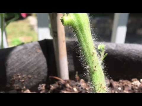 Using neem oil for garden bugs