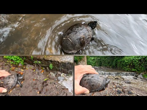 Liberando Tortuga en el Rio de Verapaz, San Vicente
