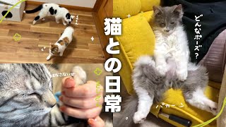 【ねことの日常vlog】 じいじとばあちゃんが遊びに来たらうちの猫がおじさん化しました❓ | とっても乙女な猫ちゃんを発見🔎💕 【保護猫シェルター】