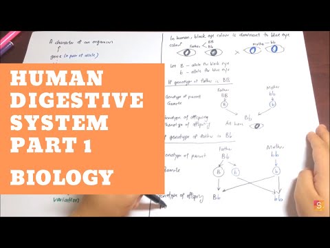 Biology- Human Digestive System Part 1 Video