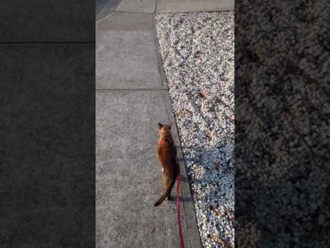 Walking Burmese cats on a lead.... :-)