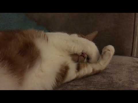 Sleepy Kitty Oscar covers his face with his paws!