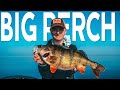 Big Perch on Carolina Rig | Westin Fishing