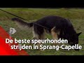 Speurhond Victor gaan er weer voor tijdens het NK speurhonden