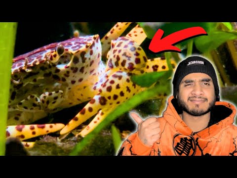 Panther Crab in Community Aquarium 3 Month Update !