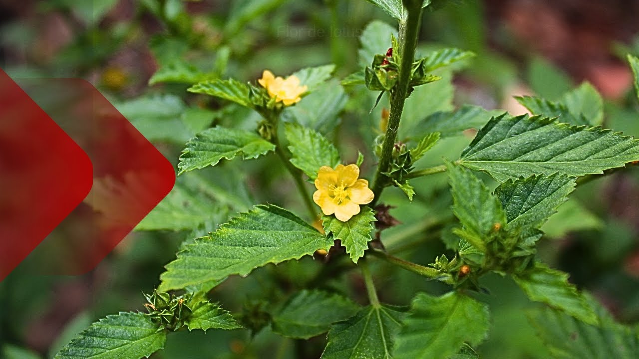 Threelobe false mallow: conheça a planta e seus benefícios