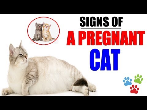 Signs Of A Pregnant Cat About To Give Birth | How Do You Know Your Cat Is Pregnant | Cat Pregnant