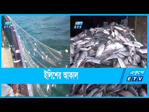 ভরা মৌসুমেও ইলিশের আকাল
