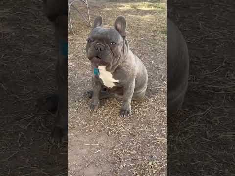Blu, nuestro bulldog francés 👩‍🌾🥦 come fruta y verduras .