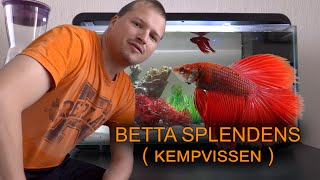 Betta splendens vissen - Kempvis aquarium