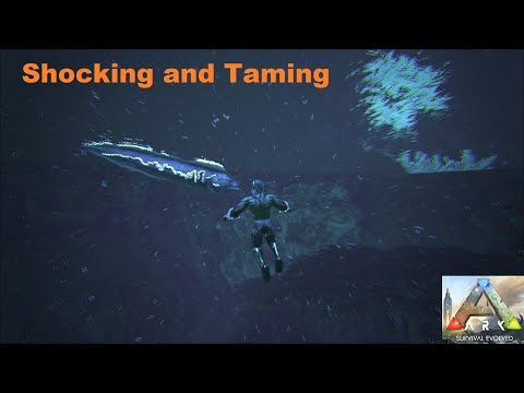 How To Tame a Electrophorus Ark   (Electric Eel)
