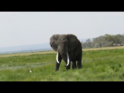 Elephant in Amboseli National Park
