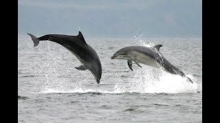 Adopt a dolphin Update November 2022 | Whale and Dolphin Conservation