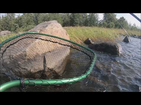 Markus Kalassa - Merikalastus 2021 Hauen rantakalastusta heinäkuussa