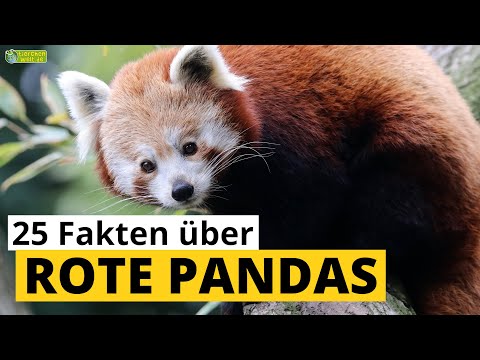 25 Steckbrief-Fakten über Rote Pandas - Kleine Pandas  - Doku-Wissen über Tiere - für Kinder