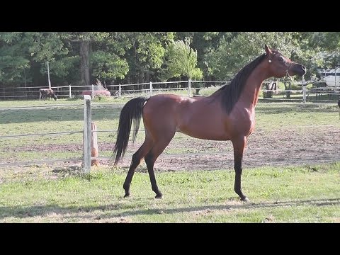 Anduril of Rohan 2016-05-08