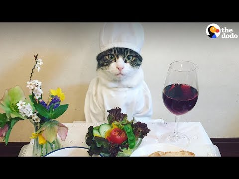 Cat Poses With Dinner Every Single Night | The Dodo