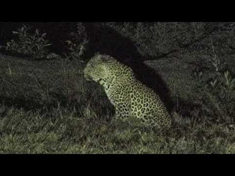 Djuma: Tingana male leoopard quick drink and loud and clear message to others - 01:02 - 06/14/18