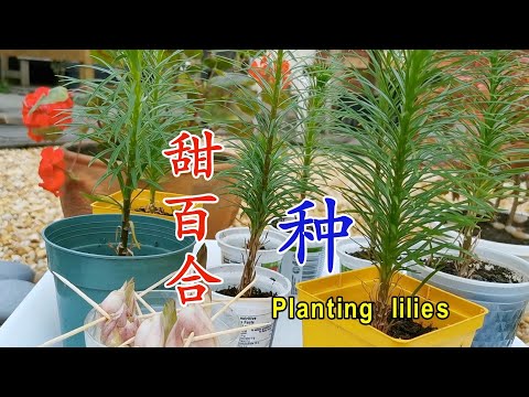 , title : '兰州百合种植方法 能生吃的甜百合 Planting Lanzhou Lily'