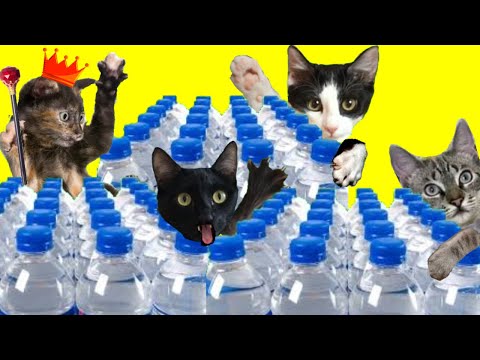 Gatos Luna y Estrella el gato Rey 24h nos reta al desafío de botellas de agua / Videos de gatitos