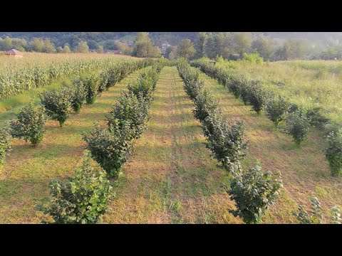 Lešnik - Crnča - 2018 - Priprema pred prvu berbu