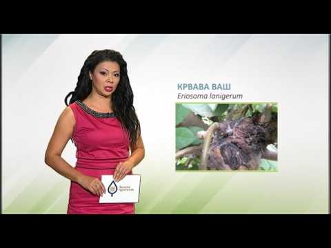 Zelena prognoza, 12.7.2017. - O štetočinama u zasadima jabuka