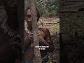 This Tribal Song Sounds Like Nature Itself Mamuna Tribe Papua Shorts