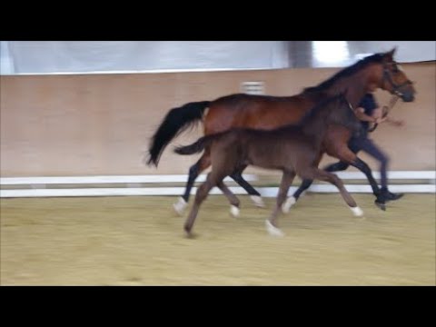 Stute v. Bon Coeur x Fashion Maker x Ampere  www.stöcker-verkaufspferde.de