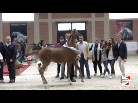 2ND-N.41 EMAGNUM MONISCIONE - Milan 2016 - Yearling Colts Championship (Class 17)