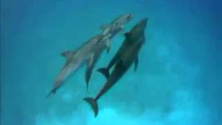 Enigma - The Dream Of The Dolphin (El Sueño del Delfin)