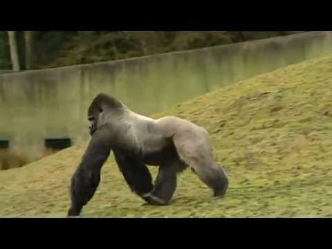 Горилата Амбам ходи изправена като човек