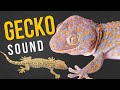 Gecko Sound | Tokay Gecko |Tokek | Spooky Gecko Sound