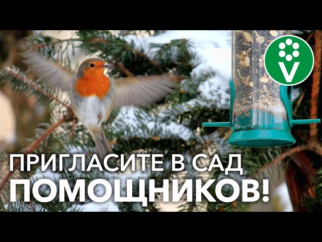 ХОТИТЕ САД БЕЗ ВРЕДИТЕЛЕЙ? Пригласите зимой в гости ПТИЦ!