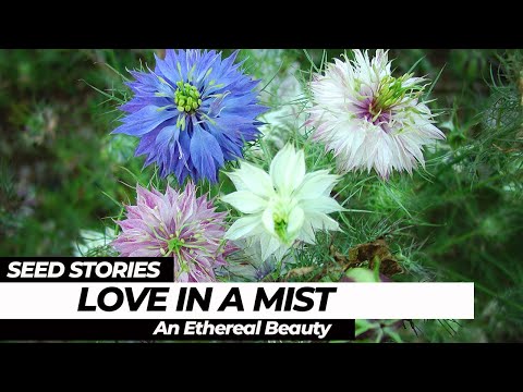 SEED STORIES | Love In A Mist: An Ethereal Beauty