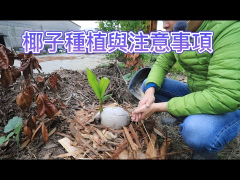 矮種椰子