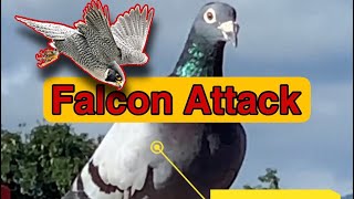 Falcon Attack Pigeon | escaped pigeon | பருந்து attack #falcon  #pigeon