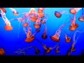Pictures At An Exhibition Dance Of Jellyfish