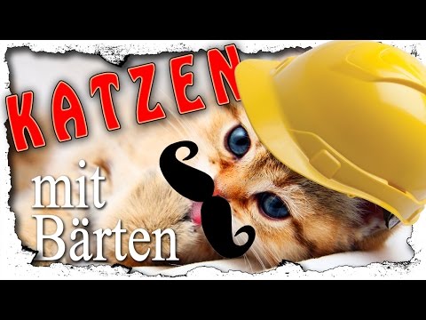 Katzen und der HOLOCAUST. FAQ With Me #4