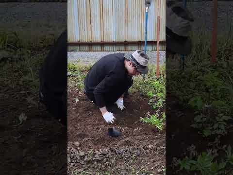 ラズベリーの茂みをトレリスする方法は？ベリーの成長にはサポートが不可欠ですか?ビデオ  庭園