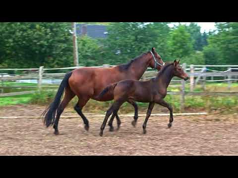 In Your Mind Hengstfohlen  von In My Mind | Scolari | Don Frederico