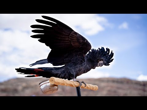 THE COOLEST PARROT YOU'LL EVER SEE | Flight Training Faye the Black Cockatoo