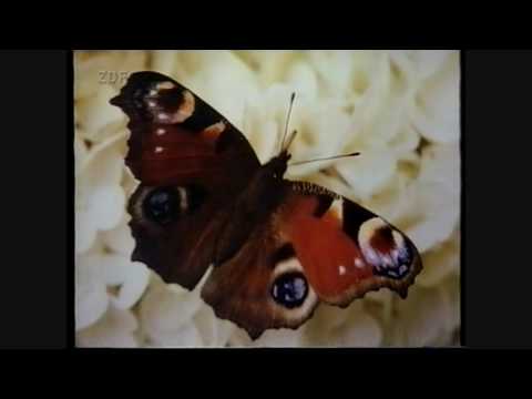 Der Urzeit-Code Teil 5 ( Jurassic Park in Nachbars Garten )