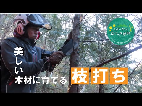 美しい木材に育てる枝打ち