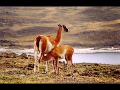 Guanaco | Saul Huenchul