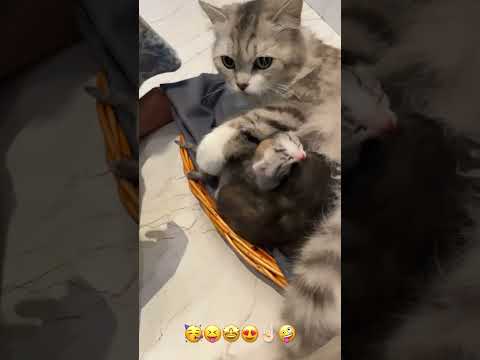 Cat #cat #kitten #animals #cute